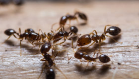 Ants Ants