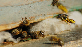 Bees, Wasps, & Hornets Bees, Wasps, & Hornets