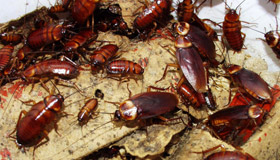 Cockroaches Cockroaches