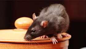 Rat Treatment Rat Treatment