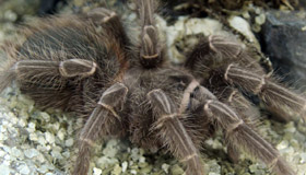 Spiders Spiders